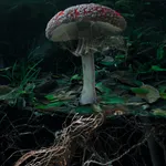 Marshmallow Laser Feast, Poetics of Soil: Fly Agaric II, 2024