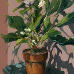 Gerard_Byrne_Pink_Sensation_Winter_Rose_contemporary_impressionism_fine_art_gallery_Dublin_Ireland