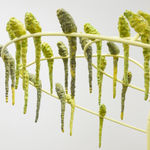 Kathleen Ryan, Parasol, 2017