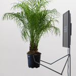 Marina Pinsky, Rhine Riverbed 35, 2015