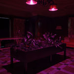 Max Hooper Schneider, Dendrite Bonsai (Lemon), 2023