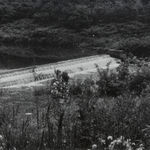 Em Rooney, Poppy for Emi Wada, 2020