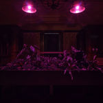 Max Hooper Schneider, Dendrite Bonsai (Lemon), 2023