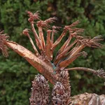 Max Hooper Schneider, Dendrite Bonsai (Lemon), 2023