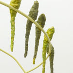 Kathleen Ryan, Parasol, 2017