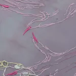 Lila de Magalhaes, Subterranean Tournament, 2019