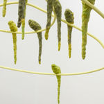 Kathleen Ryan, Parasol, 2017