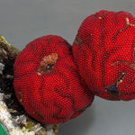 Kathleen Ryan, Generator VII, 2023