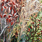 McKenna Prather, Bear Portrait