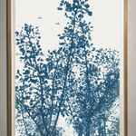 Cyanotype photograph by dora somosi from beneath tree blue and white