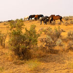 Tom Chambers Archival pigment print of a herd of horses grazing