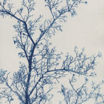 Dora Somosi cyanotype of tree at gilman contemporary