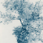 Dora Somosi, NY artist, Contemporary Cyanotypes
