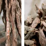 Gordon Cheung, The Offering, 2012