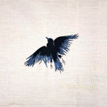 Domino Whisker, White Feather (from dad)