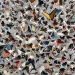 Mark Rode, Perpetual Motion