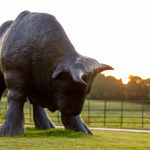 Peppe Perone, Oca (Goose)