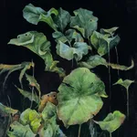 Sallyann Beirne, Hedgerow