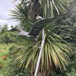 Peppe Perone, Oca (Goose)