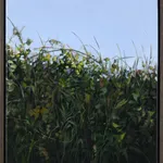 Sallyann Beirne, Hedgerow