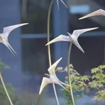 Ian Pollock, Through Summer Air