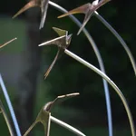 Ian Pollock, Through Summer Air