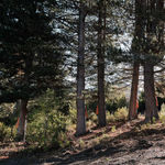 Steve Carr, Cock, 2005