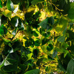 Steve Carr, Invisibility Shields 6, 2025