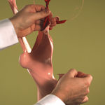 Steve Carr, Cock, 2005