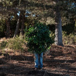 Steve Carr, Invisibility Shields 6, 2025