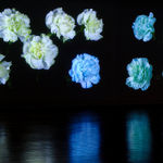 Steve Carr, Cock, 2005