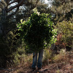 Steve Carr, Invisibility Shields 6, 2025