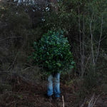 Steve Carr, Invisibility Shields 6, 2025