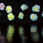 Steve Carr, Cock, 2005