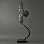 Fred Gordon, Ostrich Study