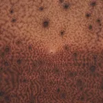 Anders Davidsen, the hissing of seeds, 2024