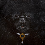 Oil painting close-up portrait of a black dog with curly fur wearing an ornate jeweled collar by Sabrina Bockler