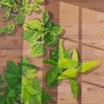 Natalia Juncadella painting of green plants on wooden floor with window shadows cast over them