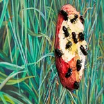 N Dyer painting of detailed grass with apple, a bit has been taken out of it and ants crawl on it