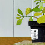 cropped painting of a green leafy plant sitting on top of books with a light blue background