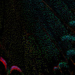 Bran, Explosively delicate, 2021