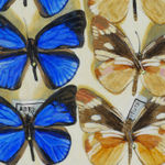 Detail of two butterflies; one blue and one tan.