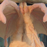 Patricia Piccinini, Safely Together, 2022