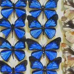 Detail of rows of butterflies.