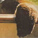 Detail of bear paw over passenger door of car.