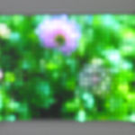 Jim Campbell, Motion Color Study #4, 2024