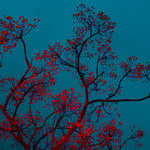 Paul Cupido, Yu II, 2019