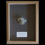 Sae Honda, Everybody needs a rock