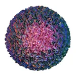 Zhuang Hong-yi, Mystery, 2022