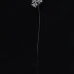 Shota Suzuki, 綿毛蒲公英 - Dandelion Fluff, 2020